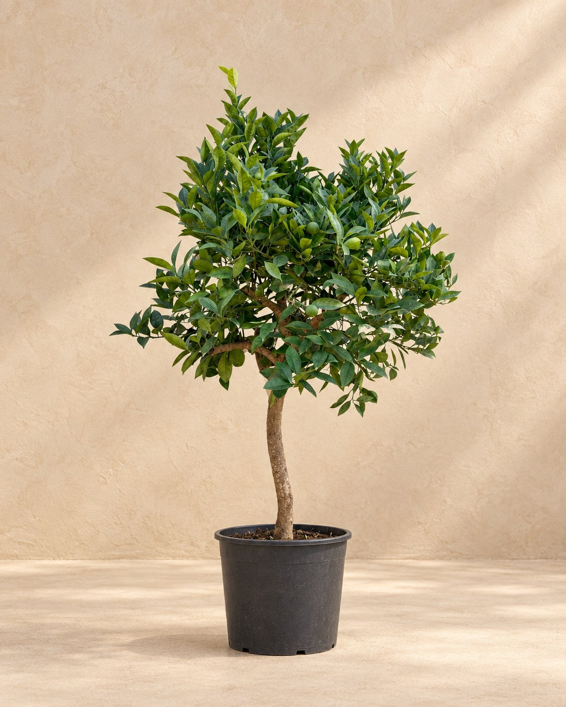 Sinaasappelboom (Citrus sinensis) van 200 cm hoog in kweekpot van 35 cm