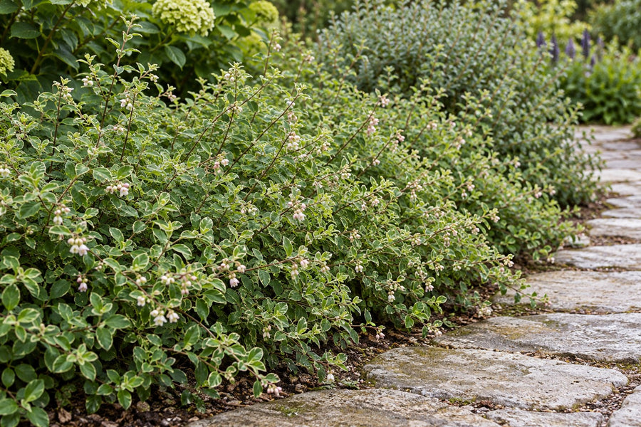Symphorine 'Hancock' (Symphoricarpos x chenaultii)