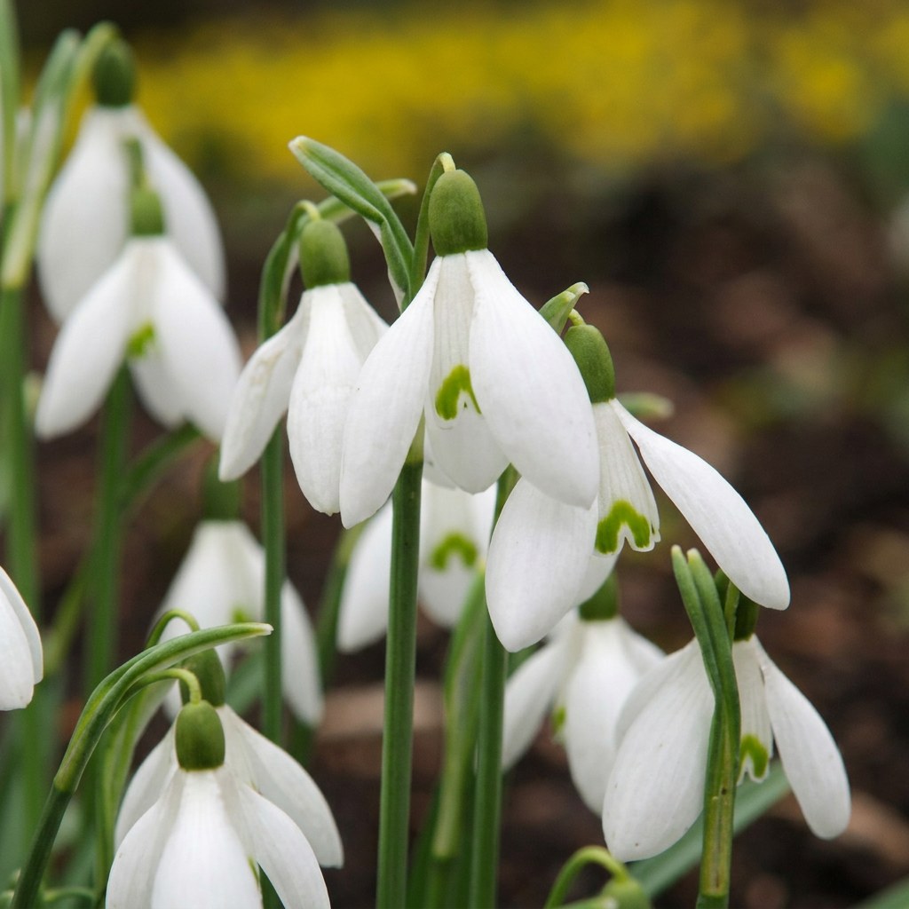 Bulbes de perce-neige Elwesii en fleurs