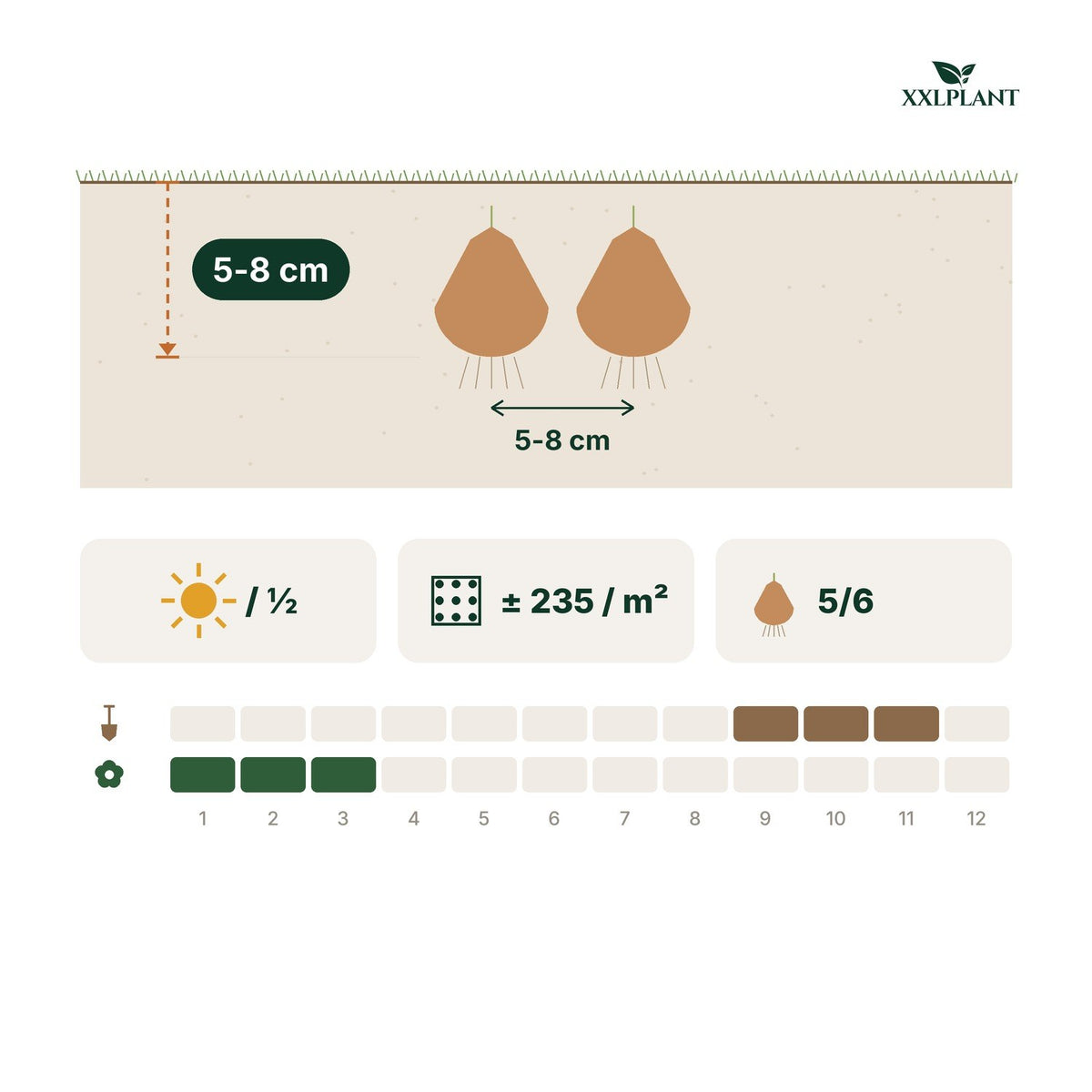 Fiche de plantation Bulbes de perce-neige Elwesii : 5-8 cm de profondeur, 5-8 cm d'écart