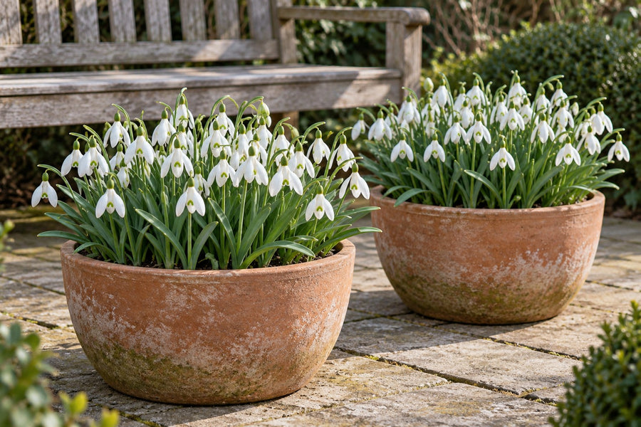 Bulbes de perce-neige Elwesii (Galanthus elwesii)