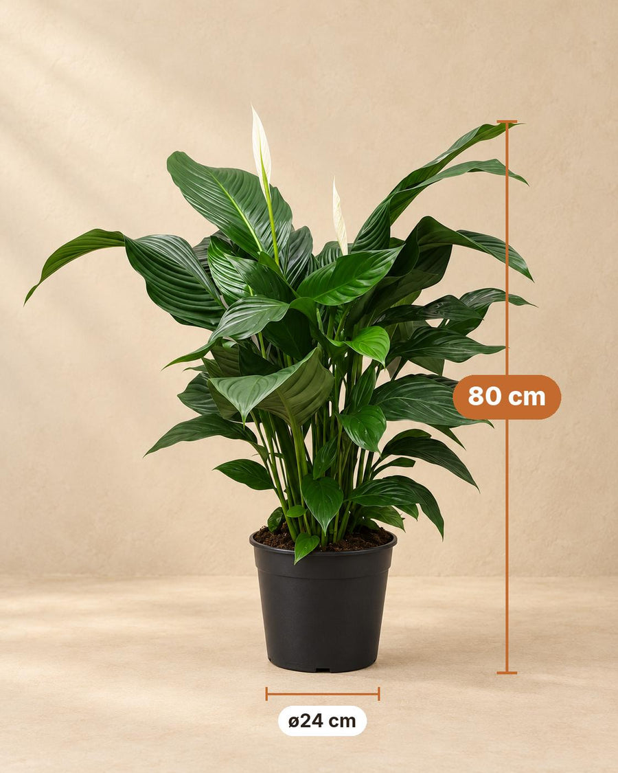 Einblatt (Spathiphyllum 'Sweet Silvana') 80 cm hoch, Topf ø24 cm