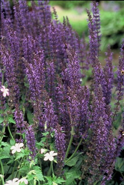 Steppensalbei 'Mainacht' (Salvia nemorosa)