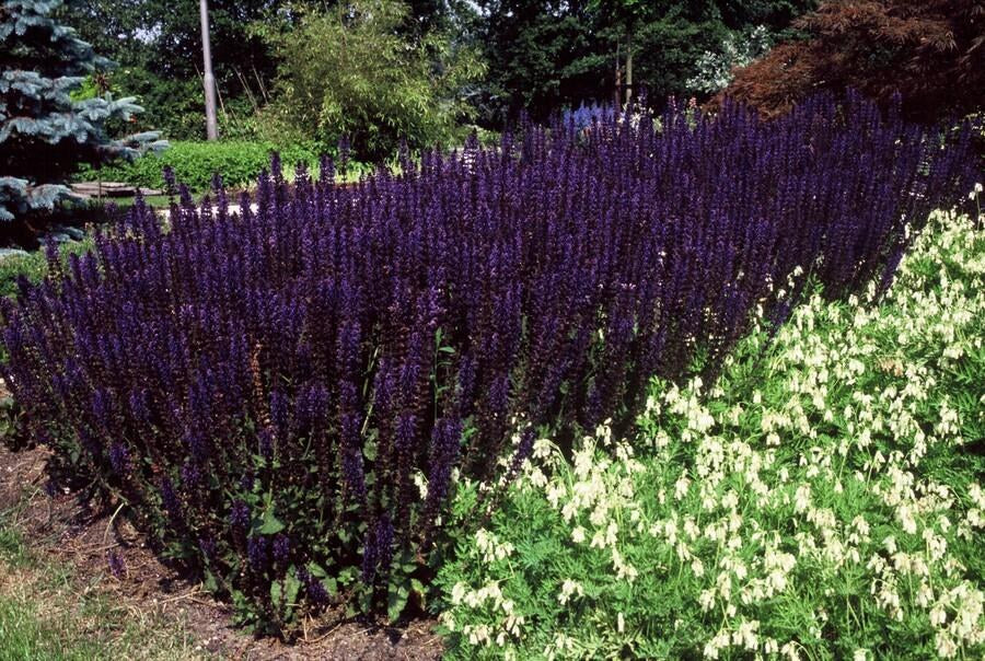 Steppensalbei 'Mainacht' im Garten