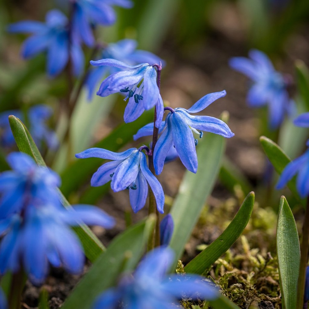 Squill bulbs Siberica in flower