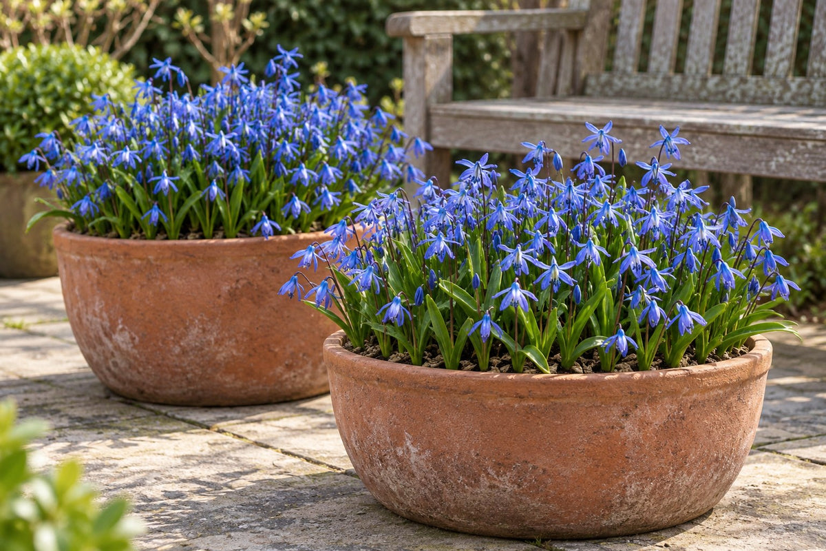 Squill bulbs Siberica in flower in pots on a patio