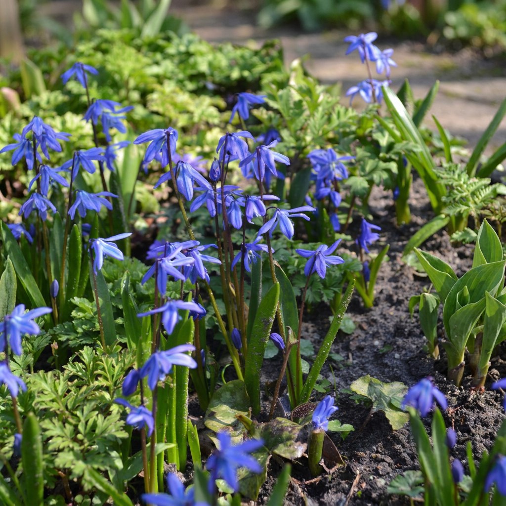 Squill bulbs Siberica in flower in the garden
