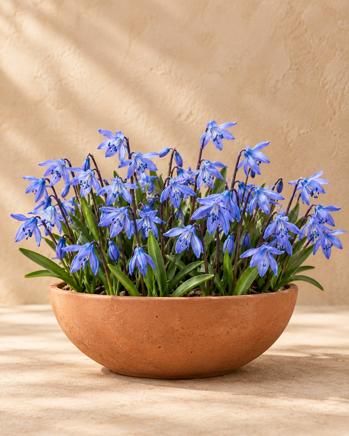 Bulbes de scilles Siberica en fleurs dans un vase