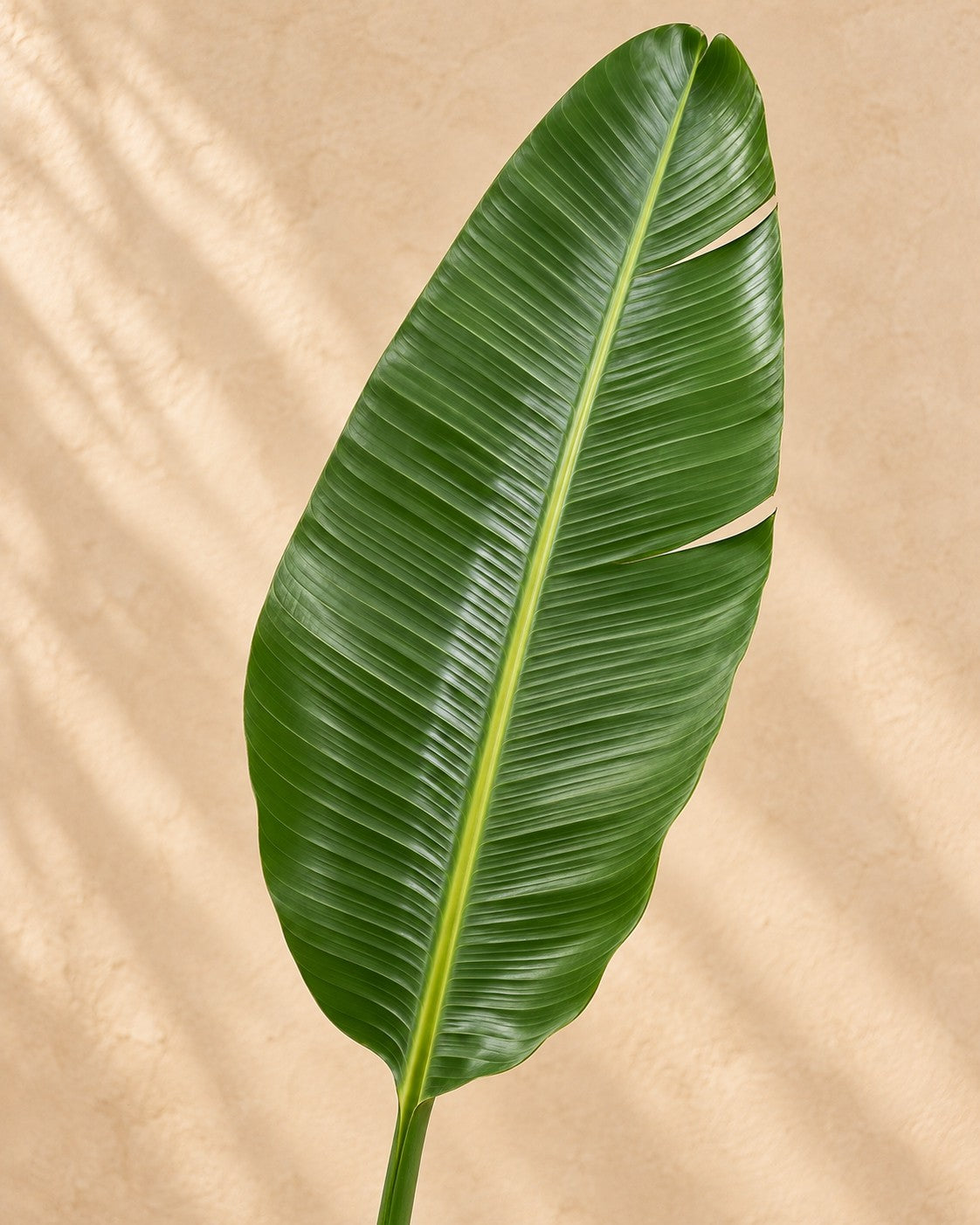 Close-up of the leaves of the Strelitzia augusta XXL (Strelitzia alba)