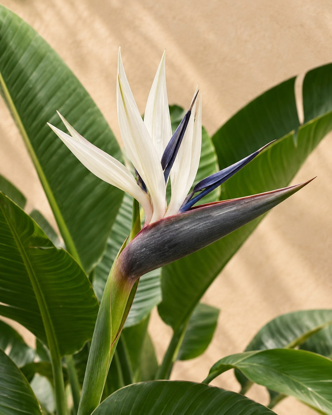 Flor de Strelitzia augusta XXL (Strelitzia alba)