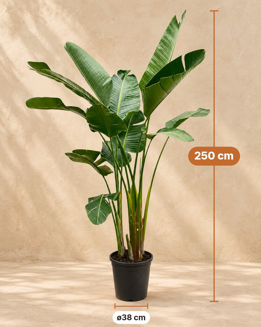 Strelitzia augusta XXL (white bird of paradise) 250 cm tall, pot ø38 cm