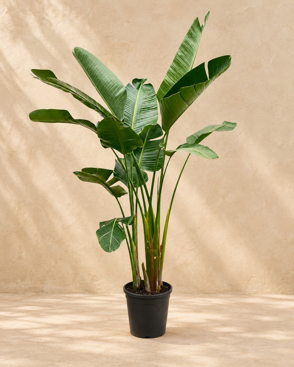 Strelitzia augusta XXL (Strelitzia alba), 250 cm de altura en maceta de cultivo de 38 cm
