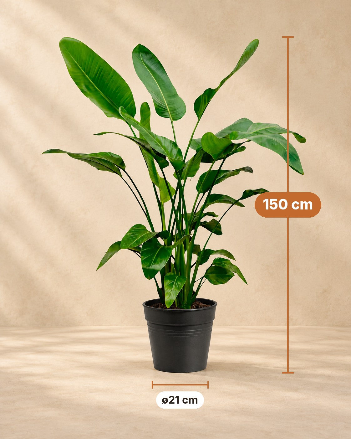 Medidas de Strelitzia nicolai: 150 cm de altura, maceta ø21 cm