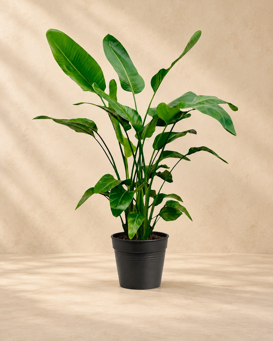 Strelitzia nicolai, 150 cm de altura en maceta de cultivo de 21 cm