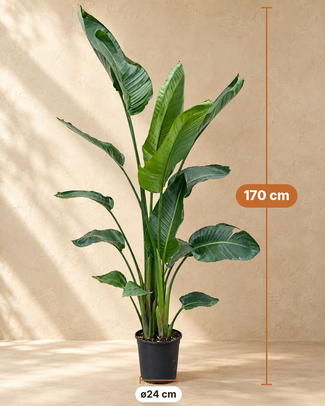 Medidas de Strelitzia nicolai: 170 cm de altura, maceta ø24 cm
