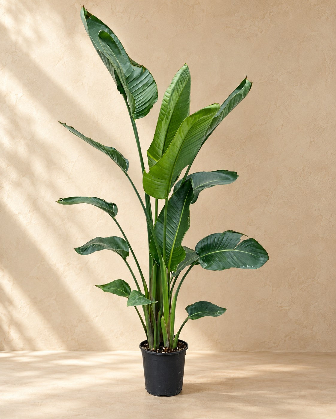 Strelitzia nicolai van 170 cm hoog in kweekpot van 24 cm