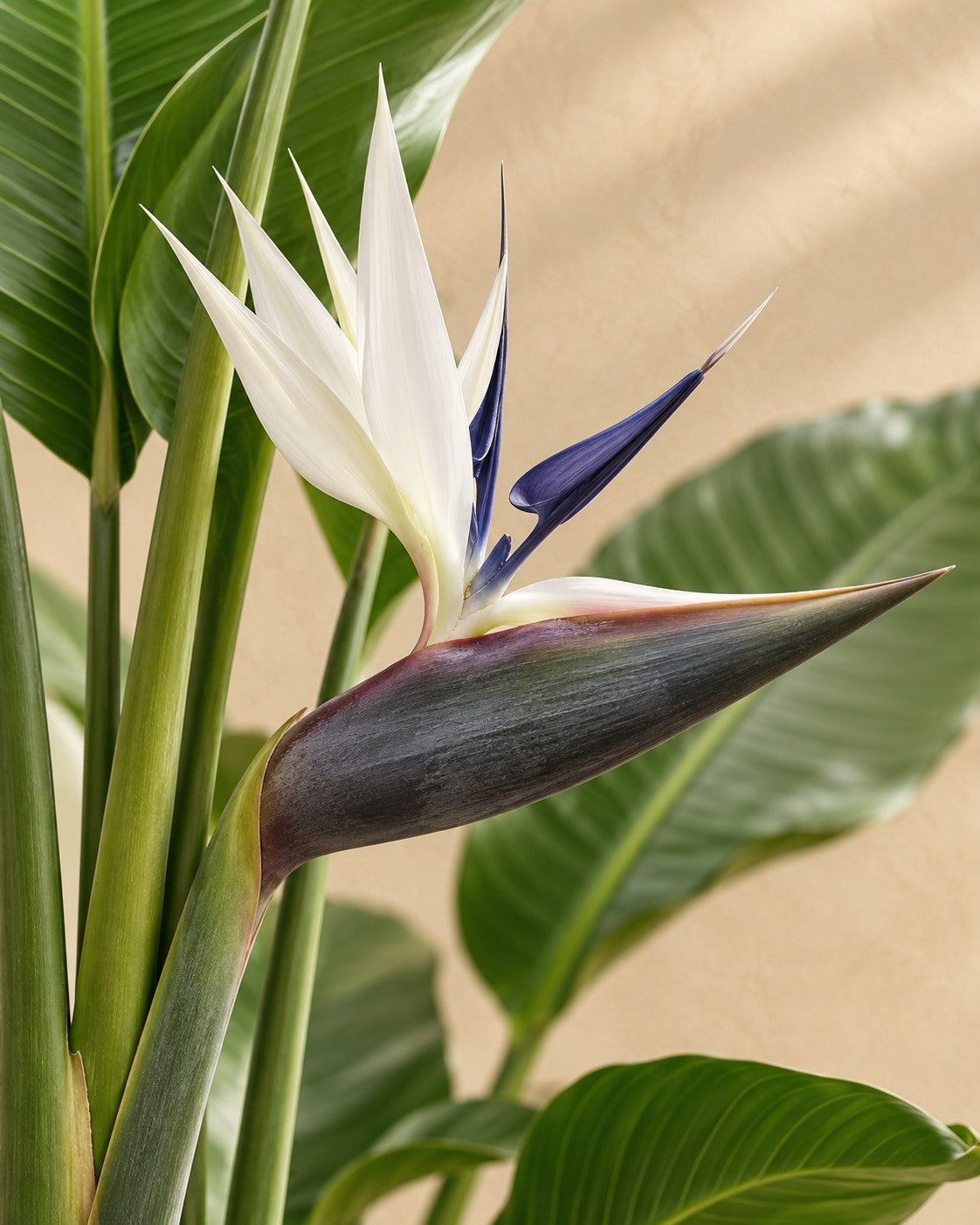 Bloem van de Strelitzia nicolai