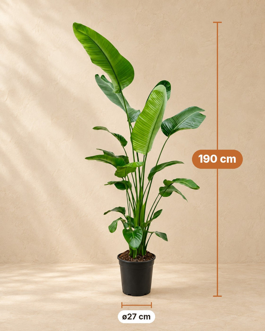 Strelitzia nicolai (witte paradijsvogel) 200 cm hoog, pot ø27 cm