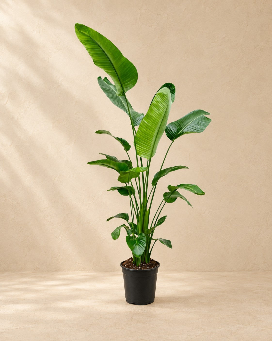 Strelitzia nicolai van 190 cm hoog in kweekpot van 27 cm