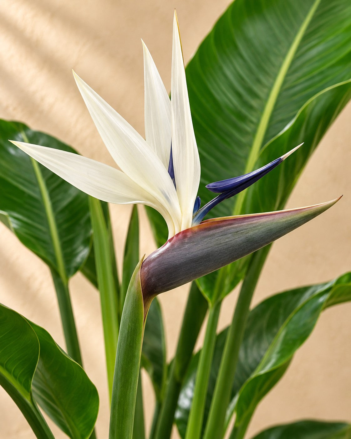 Bloem van de Strelitzia nicolai
