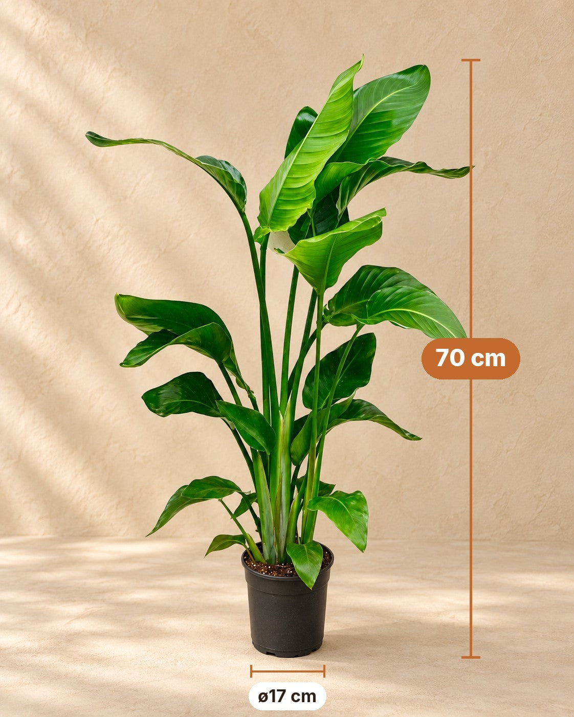 Mål Strelitzia Nicolai 80: 70 cm høj, potte ø17 cm