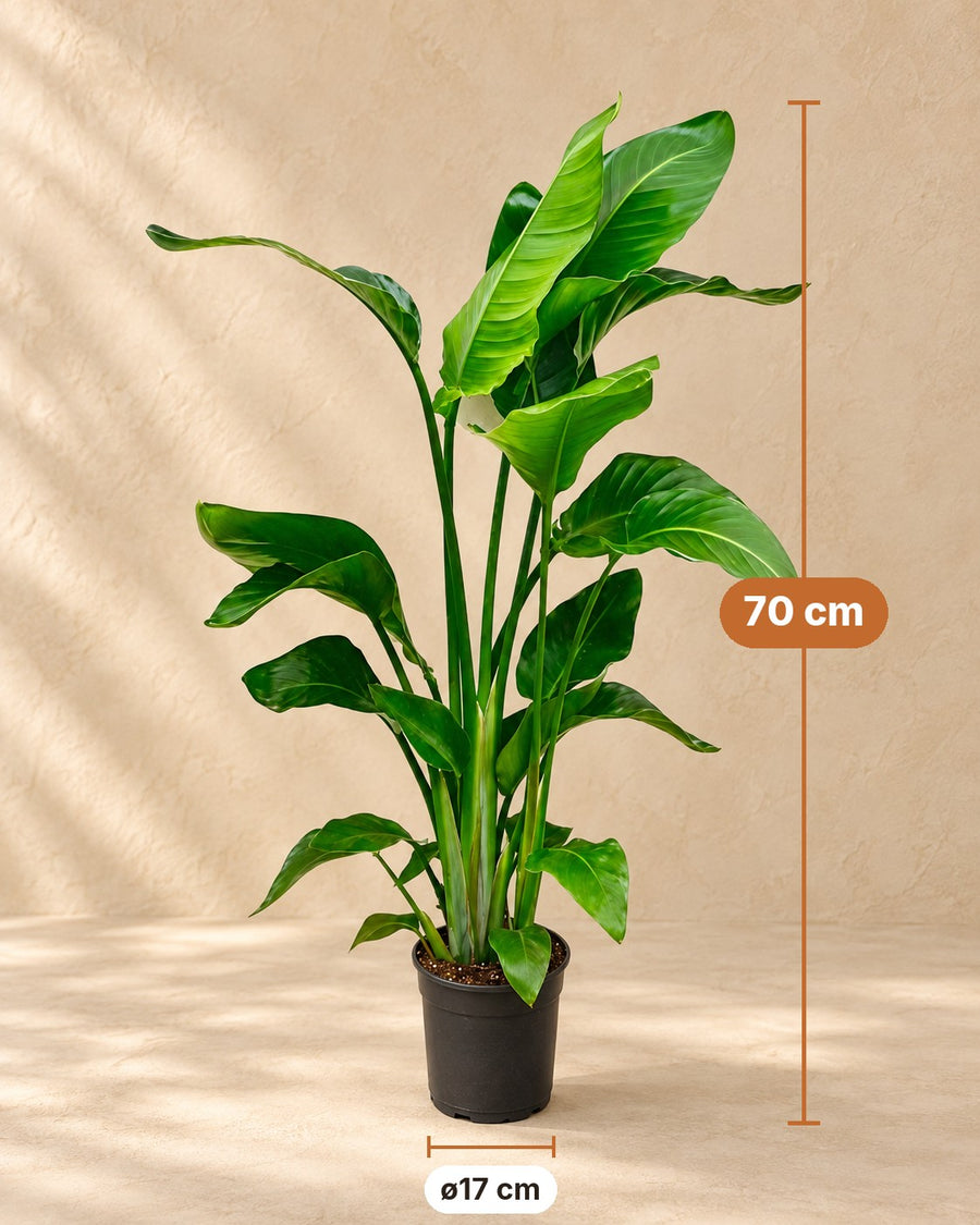 Strelitzia Nicolai 80 70cm - ø17