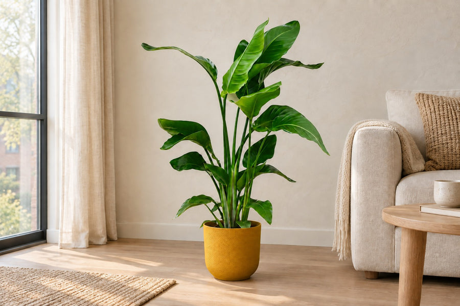Strelitzia Nicolai 80 70cm - ø17