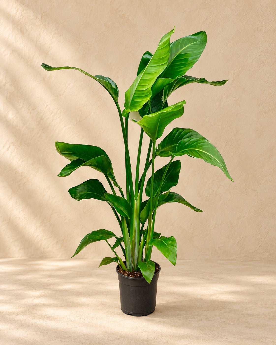 Strelitzia nicolai van 70 cm hoog in kweekpot van 17 cm