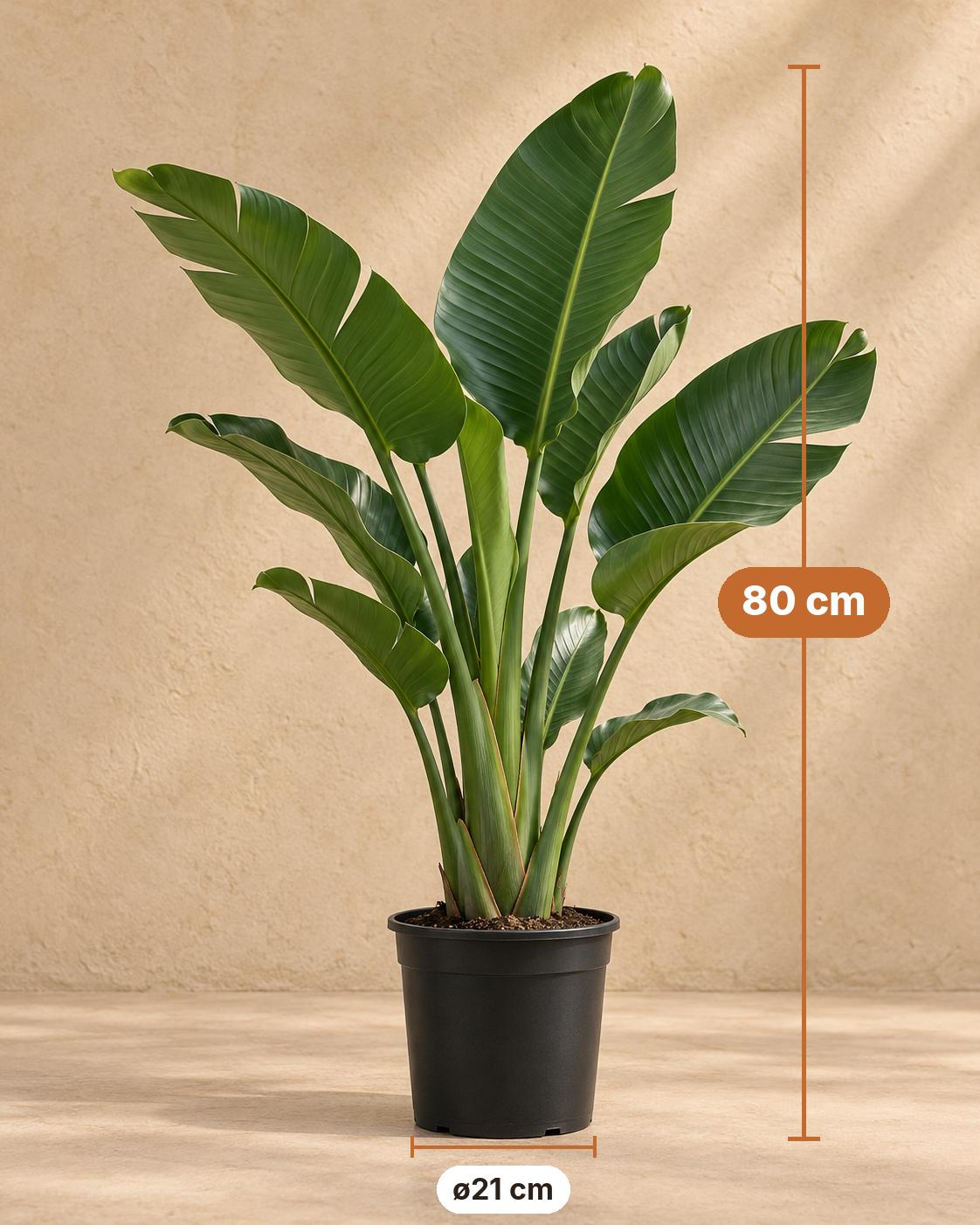 Weiße Paradiesvogelblume 80 cm hoch, Topf ø21 cm