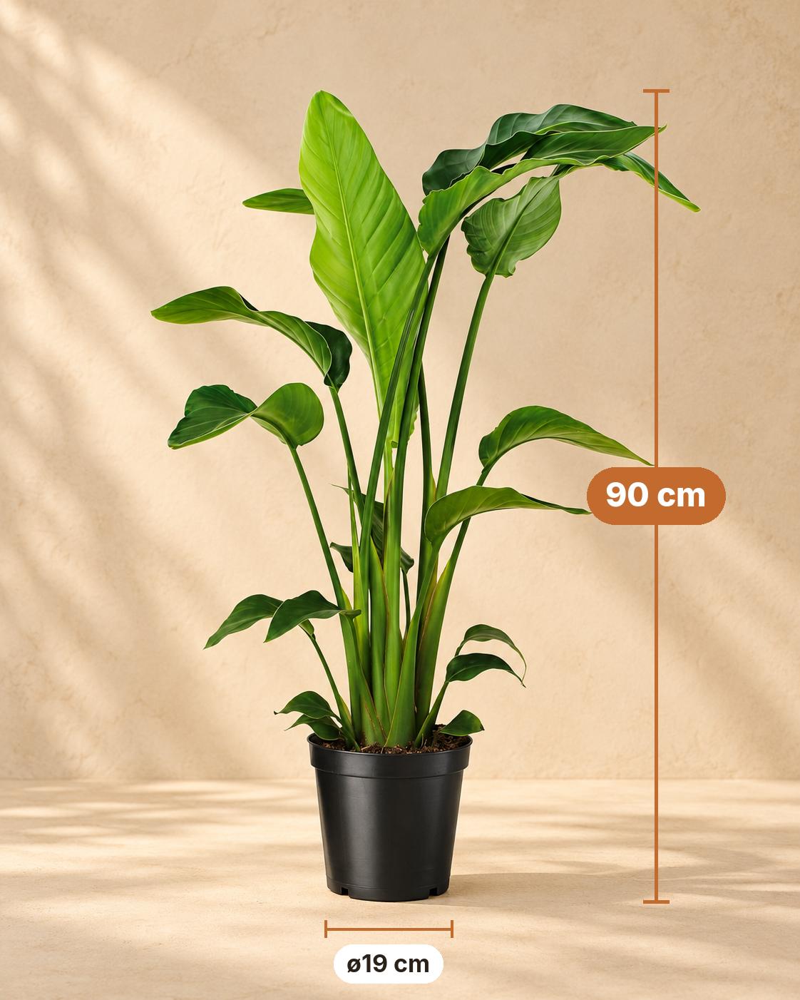 Witte paradijsvogelplant (Strelitzia nicolai), 90 cm hoog, pot ø19 cm