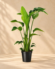 Witte paradijsvogelplant (Strelitzia nicolai)