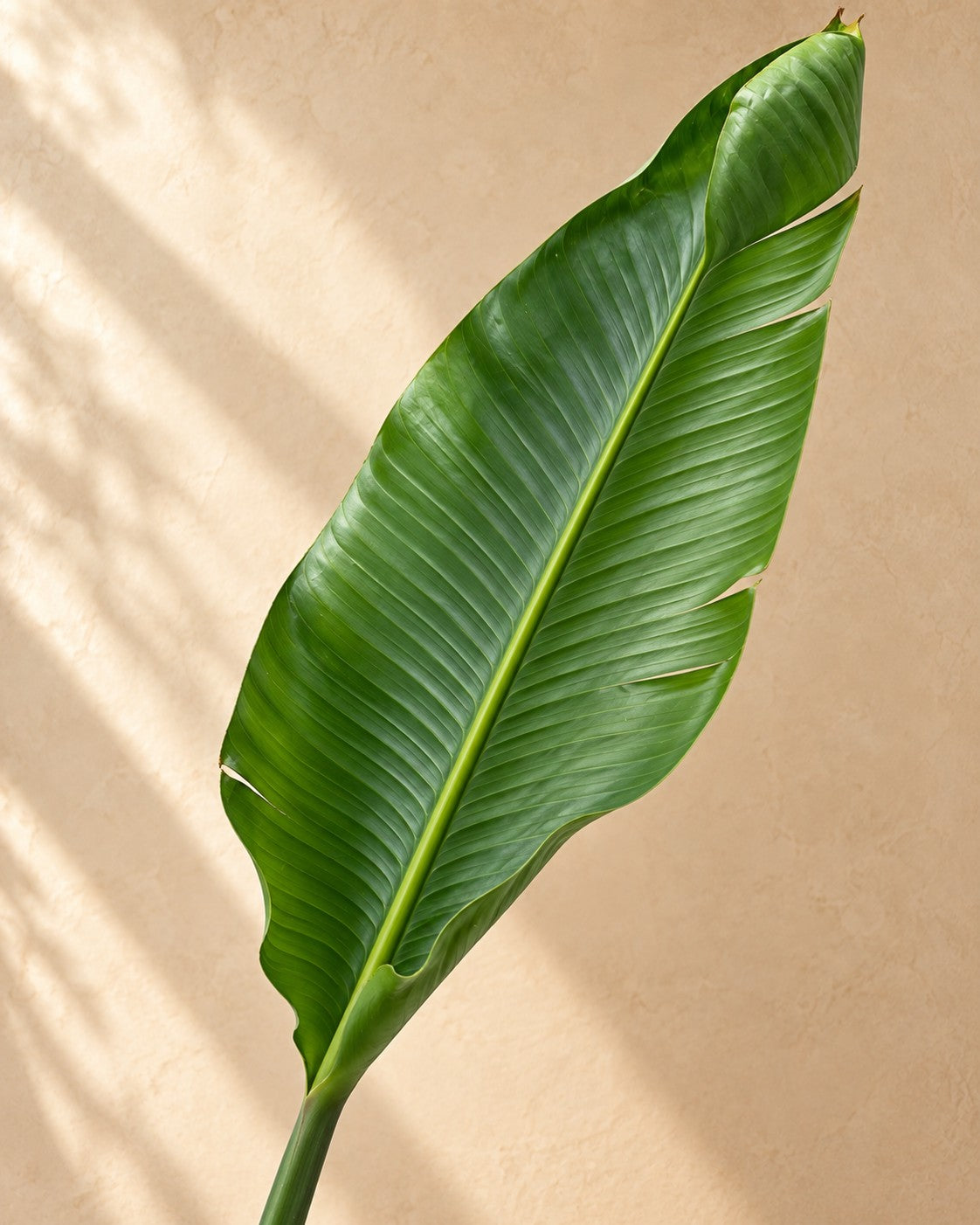 Primer plano de las hojas de Strelitzia nicolai