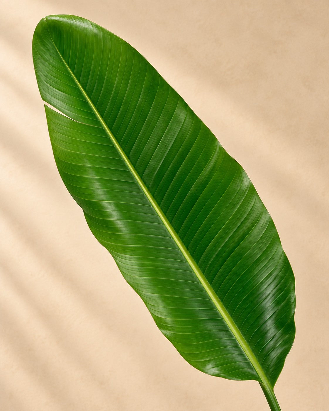 Primer plano de las hojas de Strelitzia nicolai