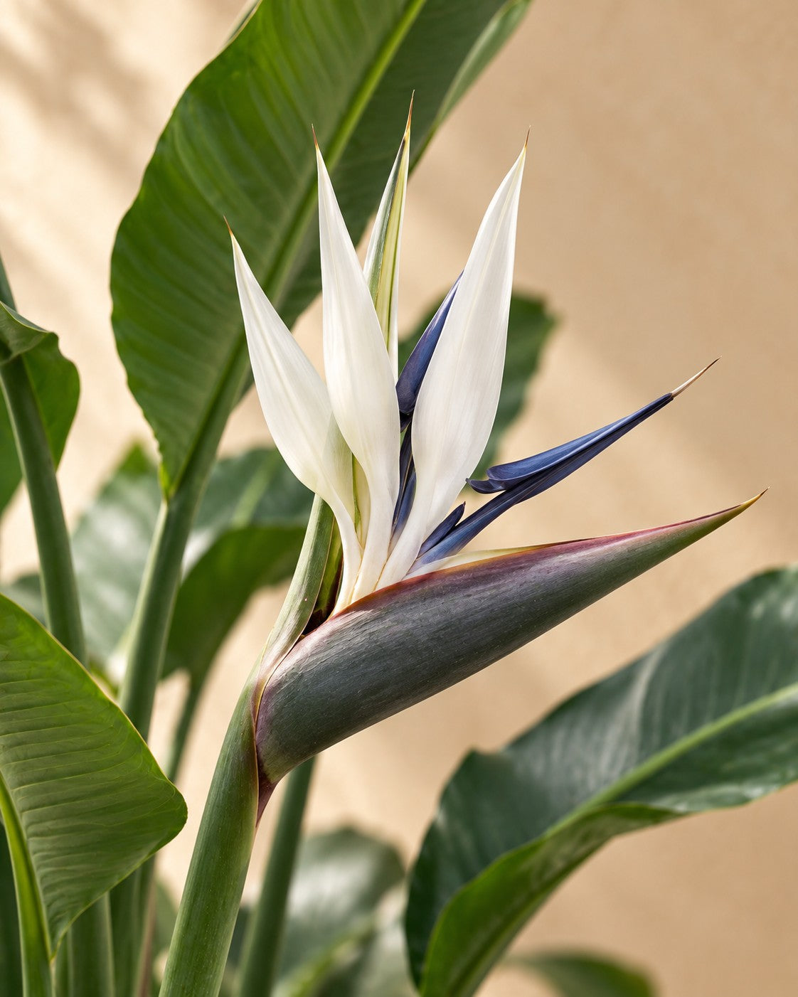 Flor de Strelitzia nicolai