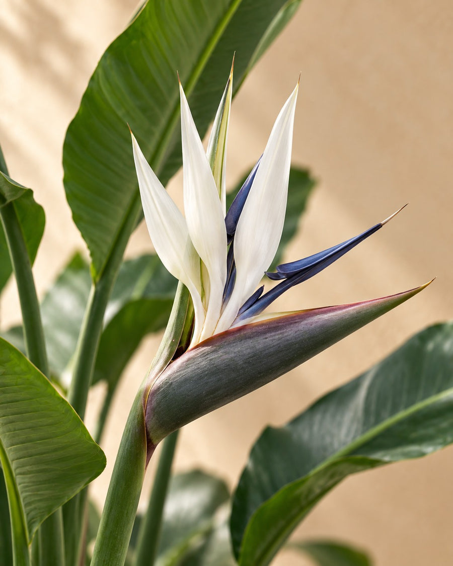 Strelitzia nicolai (witte paradijsvogel) 170 cm hoog, pot ø24 cm