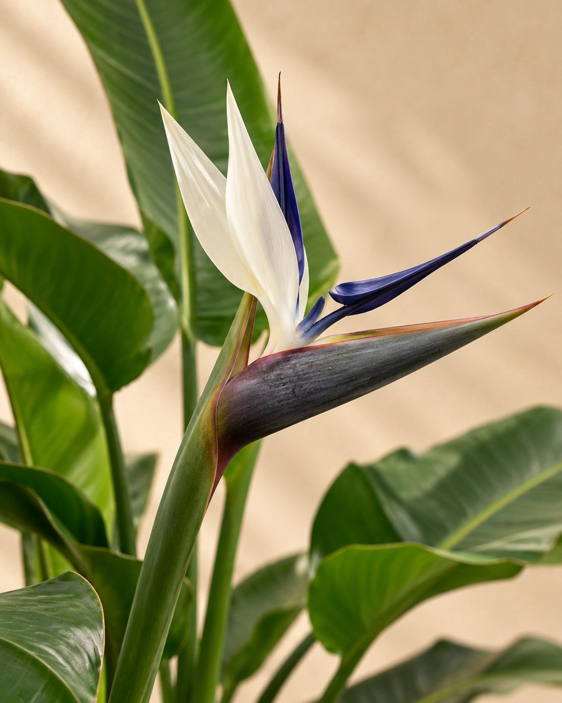 Bloem van de Strelitzia nicolai