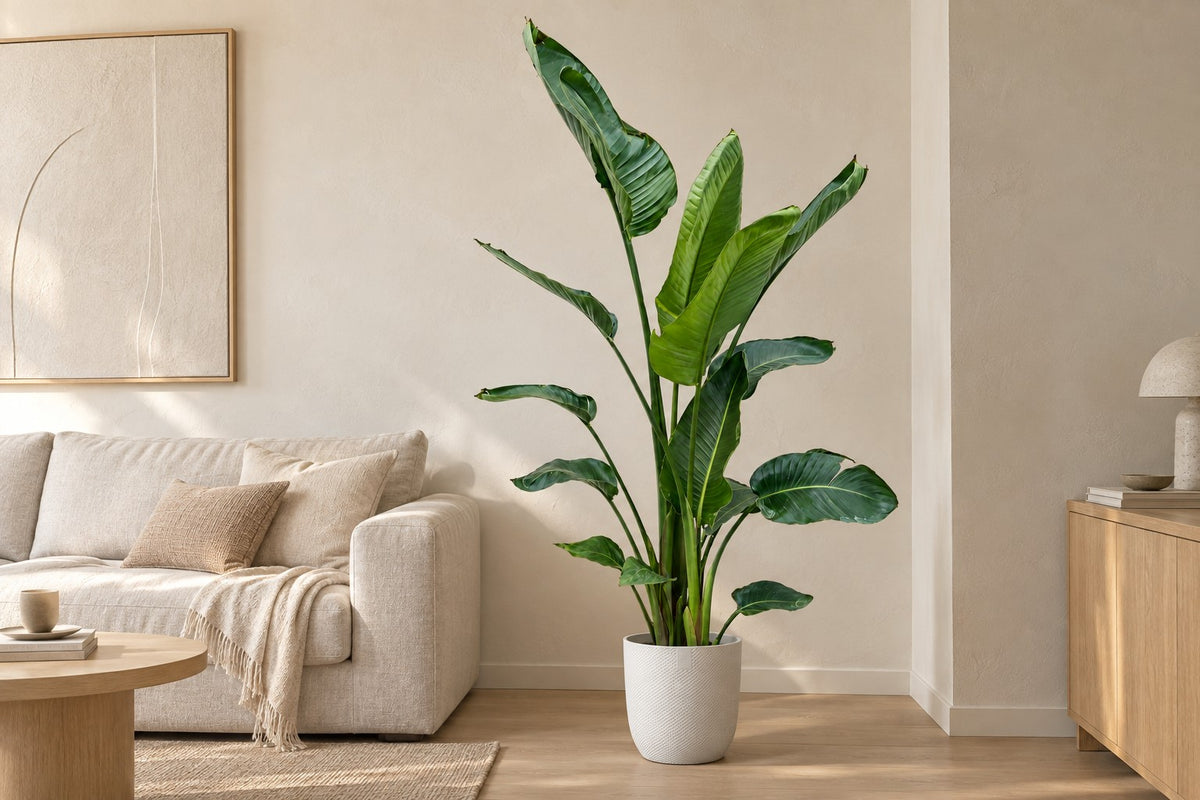 Strelitzia nicolai, 170 cm, en macetero Elho Jazz Round wit en un salón luminoso