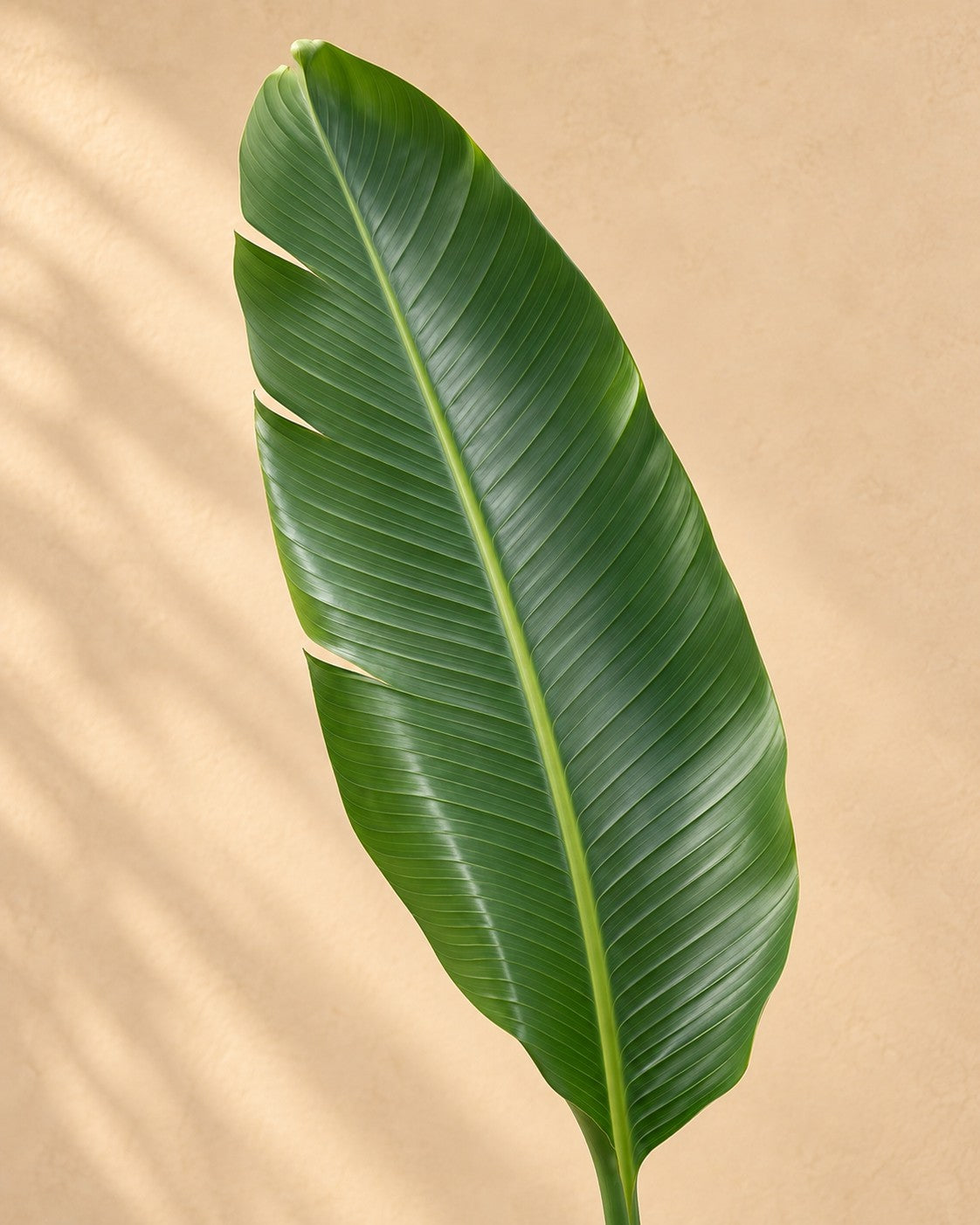 Close-up van het blad van de Strelitzia nicolai XXL