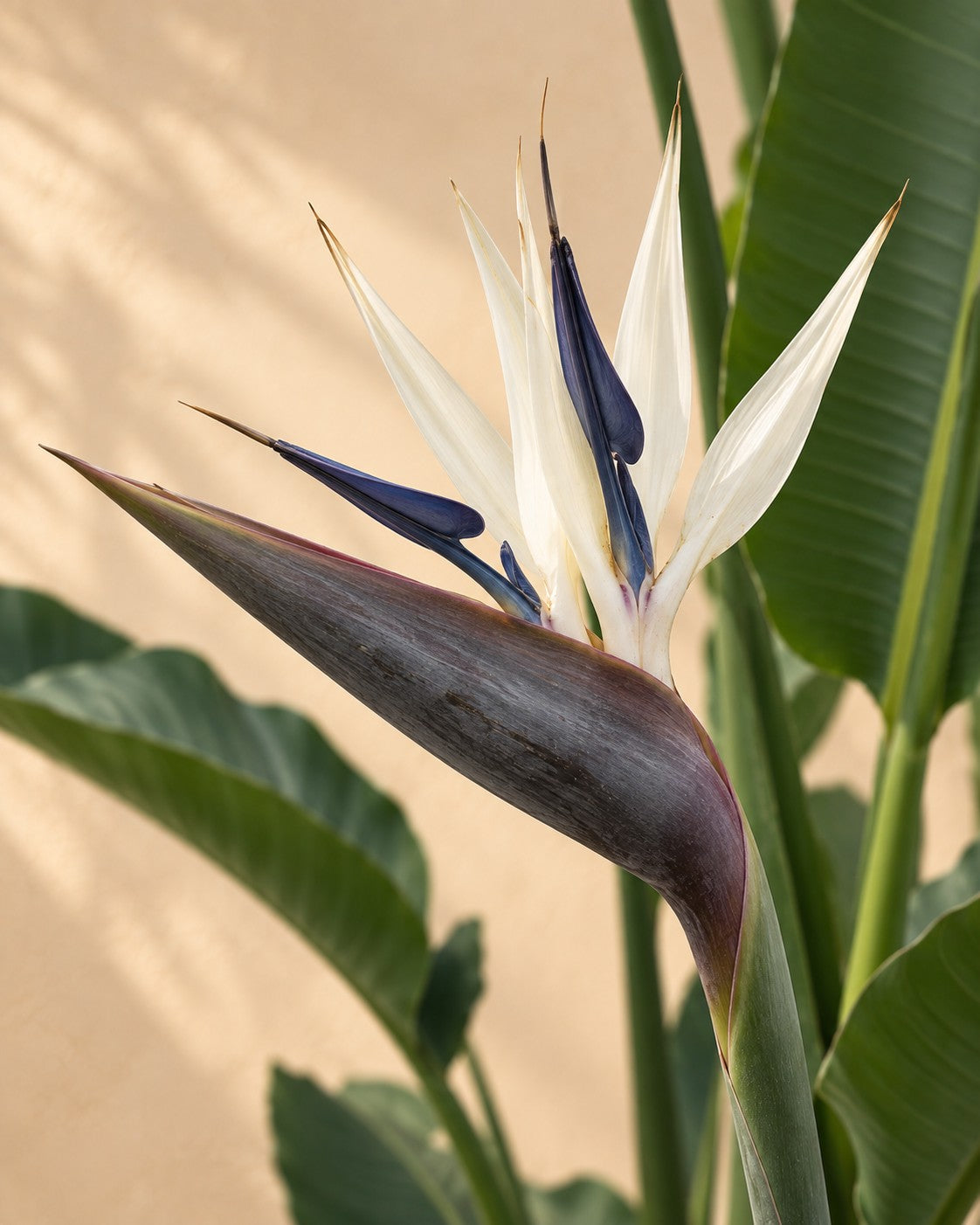 Blomma hos Strelitzia nicolai XXL