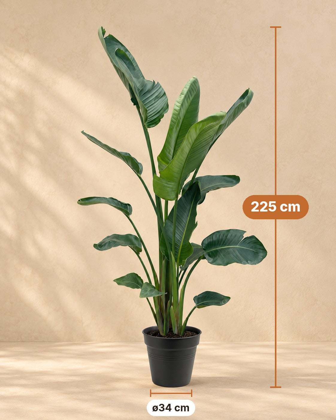 Afmetingen Strelitzia nicolai XXL: 225 cm hoog, pot ø34 cm