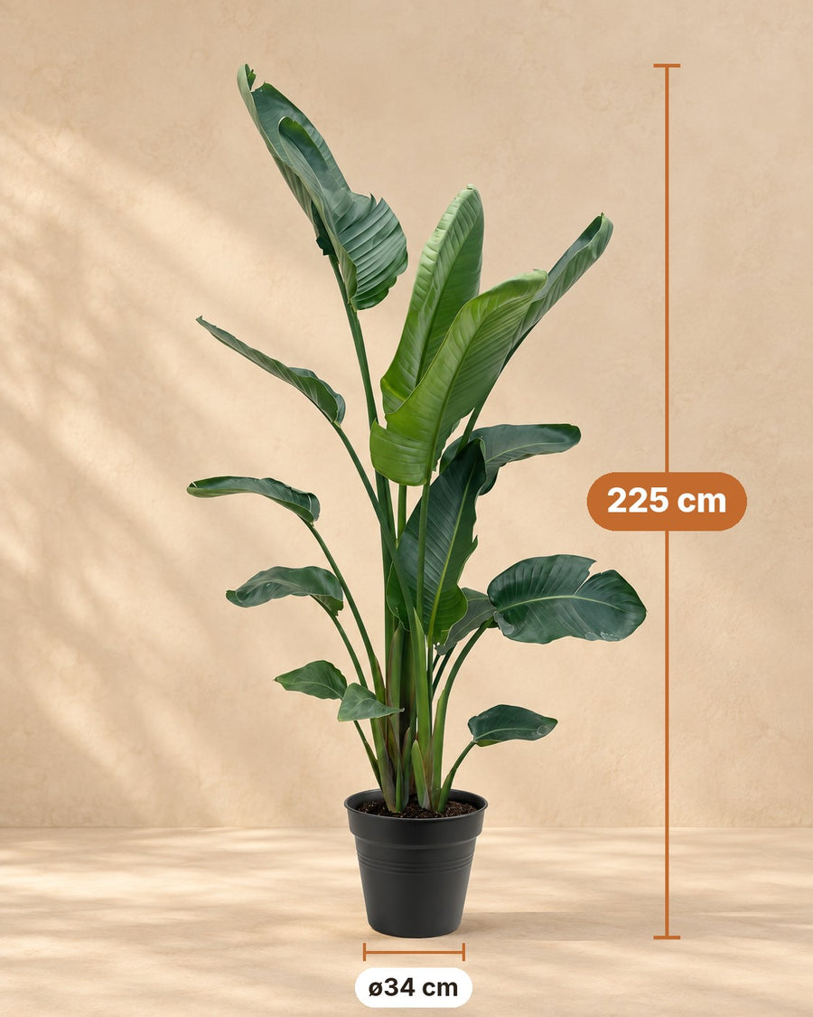 Strelitzia nicolai XXL (witte paradijsvogel) 225 cm hoog, pot ø34 cm