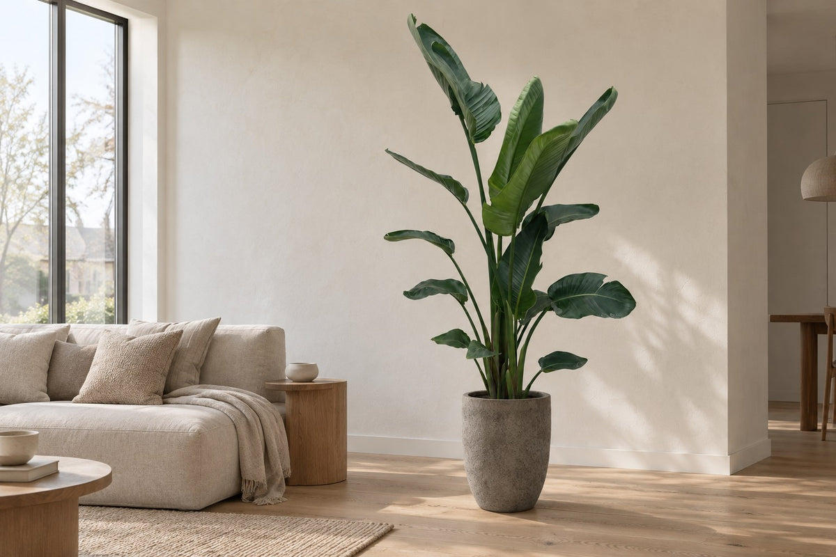 Strelitzia nicolai XXL van 225 cm in sierpot Mountain Hayes in een lichte woonkamer