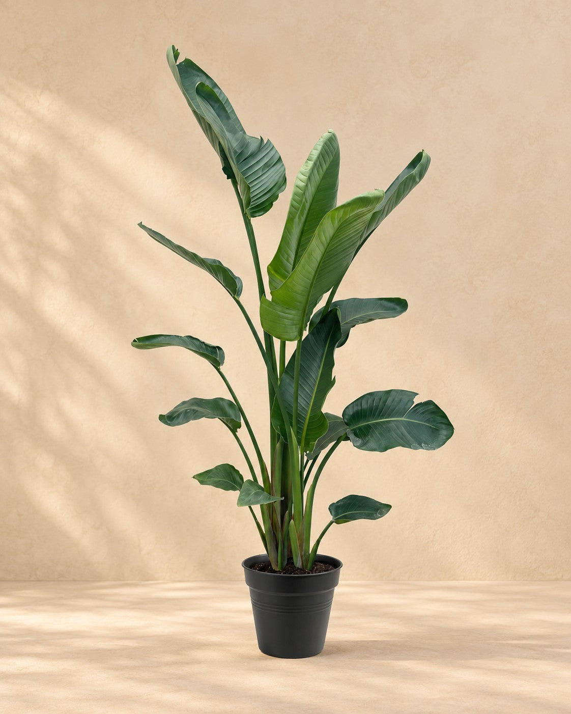 Strelitzia nicolai XXL, 225 cm hög i en 34 cm odlingskruka