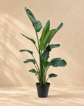 Oiseau de paradis blanc XXL (Strelitzia nicolai) 190-225 cm de haut, pot ø34 cm