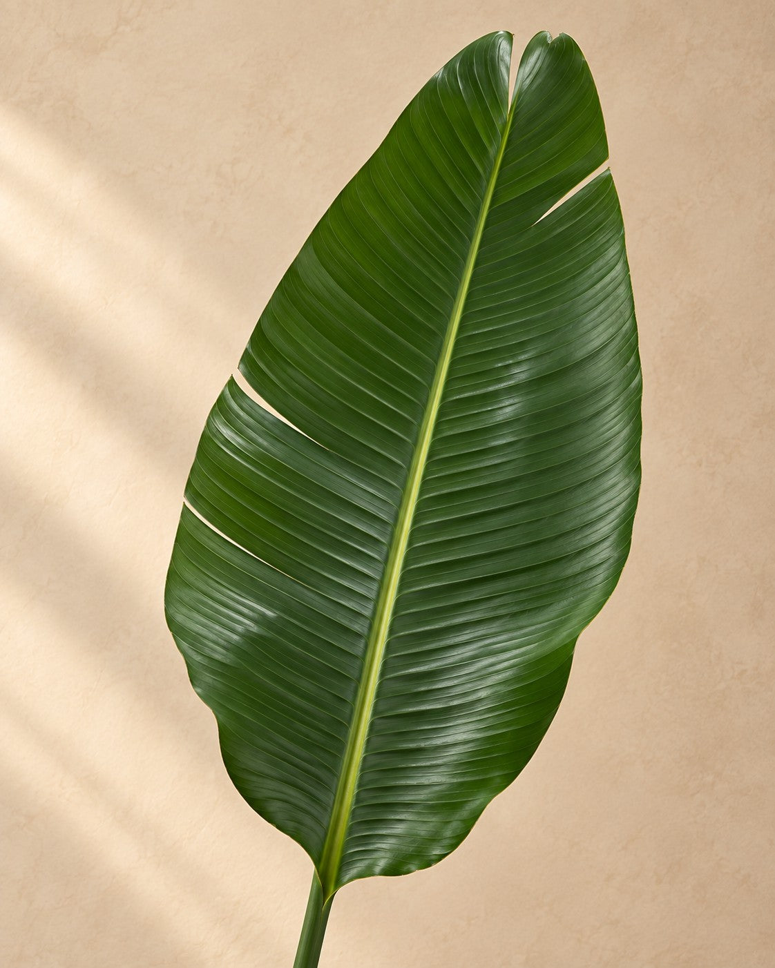 Close-up van het blad van de Strelitzia nicolai XXL