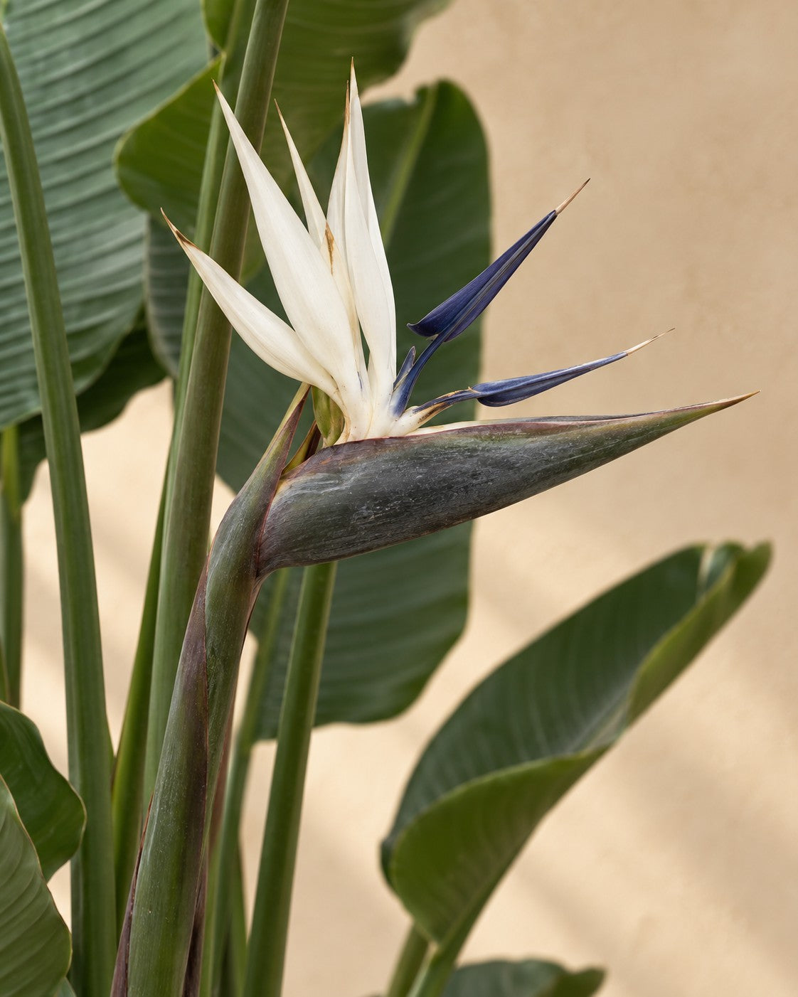 Bloem van de Strelitzia nicolai XXL