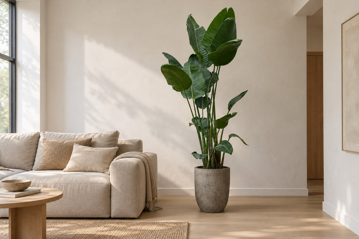 Strelitzia nicolai XXL van 250 cm in sierpot Mountain Hayes in een lichte woonkamer