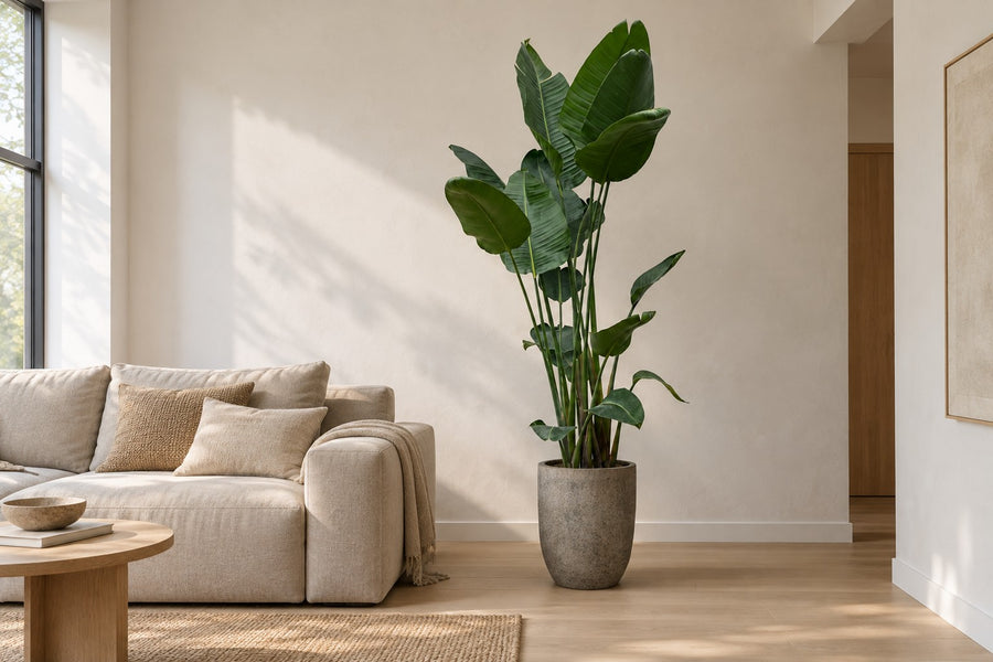 Strelitzia nicolai XXL (witte paradijsvogel) 250 cm hoog, pot ø50 cm