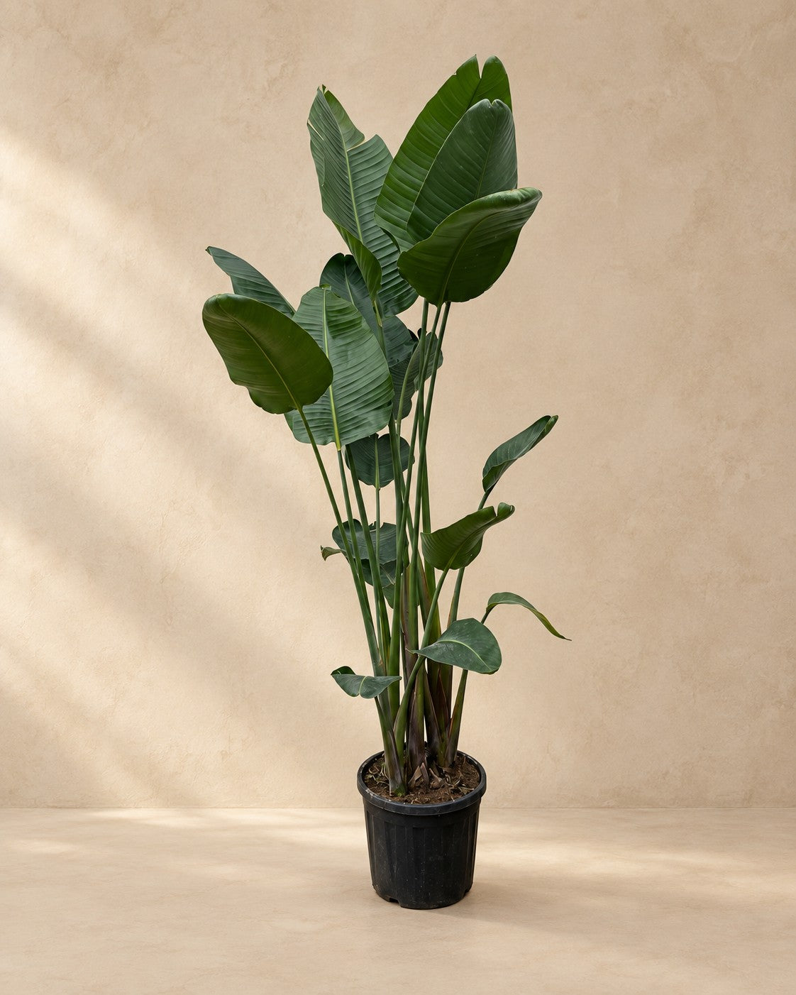 Strelitzia nicolai XXL van 250 cm hoog in kweekpot van 50 cm