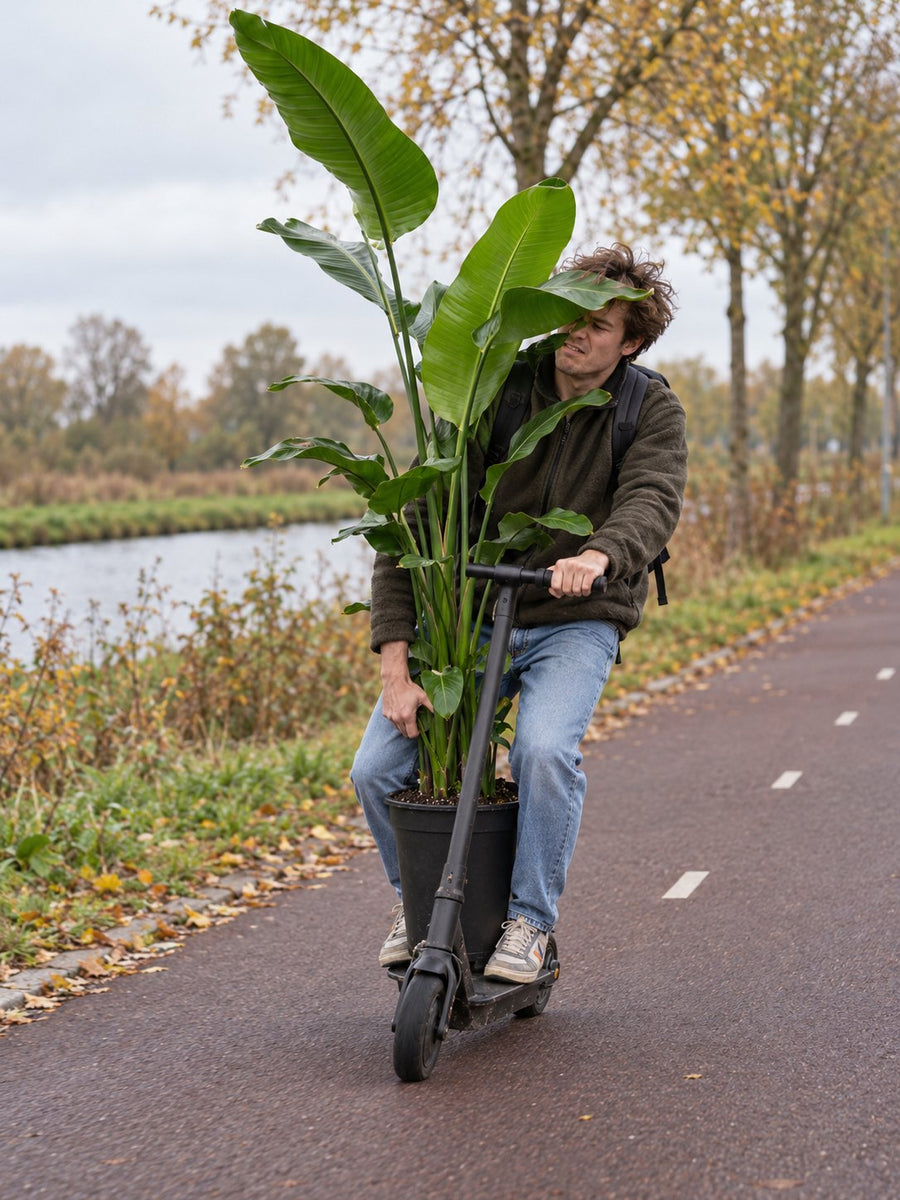 Een jongen op een step met een hoge Strelitzia voor zich